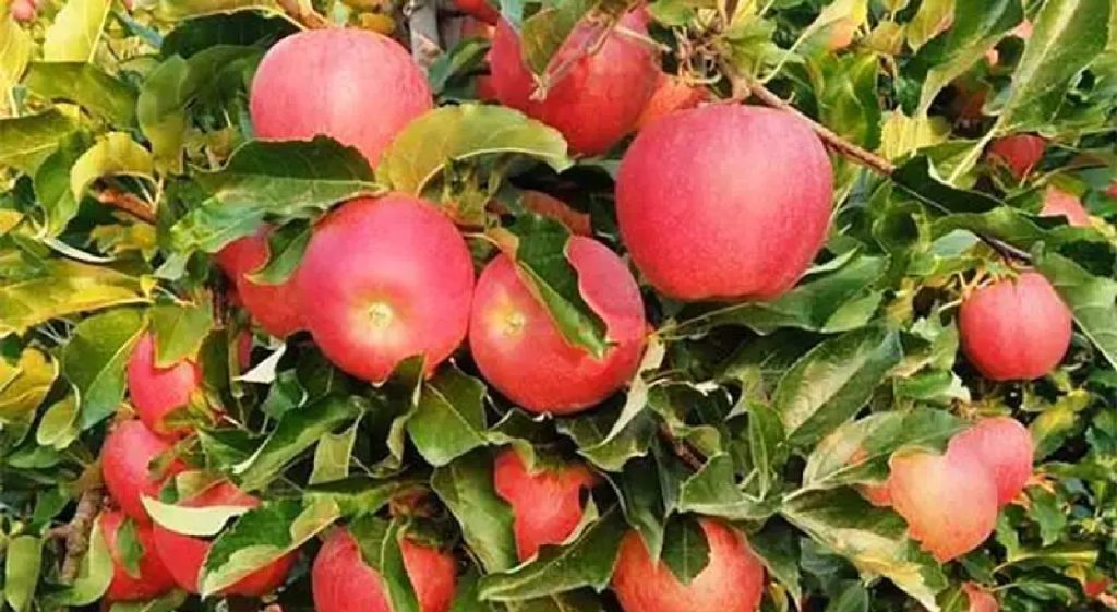 Ο ΕΛΓΑ επιβεβαιώνει το ad hoc πρόγραμμα από εθνικούς πόρους στις δενδροκαλλιέργειες • Έλληνας Αγρότης