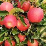 Ο ΕΛΓΑ επιβεβαιώνει το ad hoc πρόγραμμα από εθνικούς πόρους στις δενδροκαλλιέργειες • Έλληνας Αγρότης