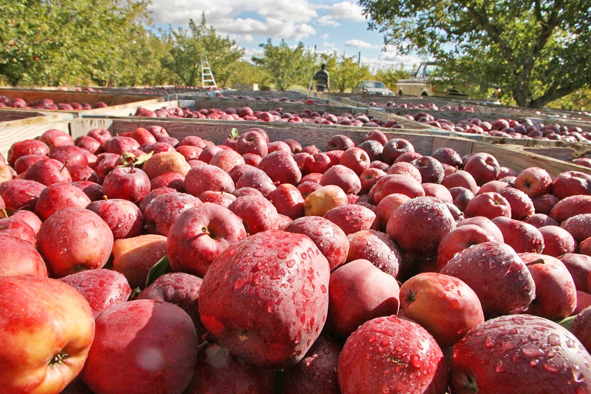 WAPA: Με αυξημένα αποθέματα μήλων και αχλάδιων αποχαιρέτησε η Ευρώπη το 2025