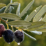 Ελαίας Καρπός