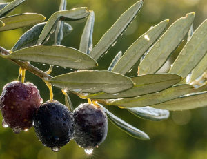 Ελαίας Καρπός
