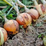 Κρεμμύδι: Αυξημένες εκτάσεις, χαμηλές τιμές και έντονος προβληματισμός για τη νέα χρονιά