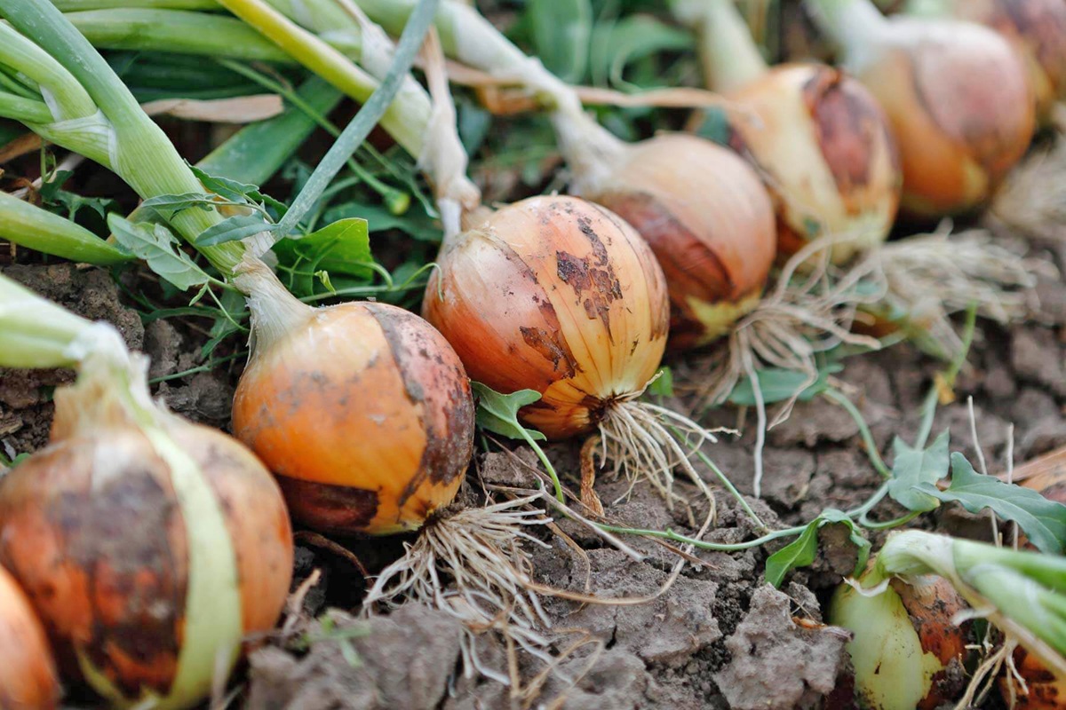 Κρεμμύδι: Αυξημένες εκτάσεις, χαμηλές τιμές και έντονος προβληματισμός για τη νέα χρονιά