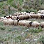 Δύο νέες συλλήψεις στη Θεσσαλία για παραβίαση μέτρων ευλογιάς