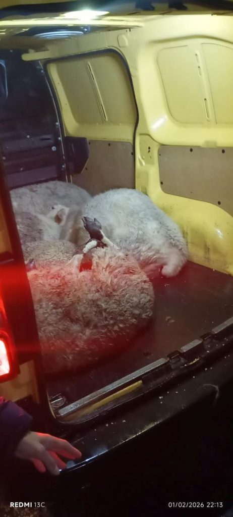 Τελωνείο Προμαχώνα: Επιχείρησαν να περάσουν παράνομα οκτώ ζώα δεμένα σε καρότσα