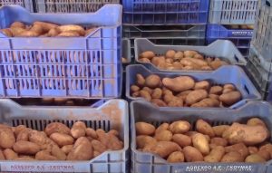 Αναπάντητα ερωτήματα για την τεράστια μείωση της εαρινής πατάτας στη Μεσσηνία