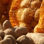 ADAPT: Ευρωπαϊκό έργο για πατάτες ανθεκτικές σε καύσωνα και ξηρασία