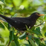 Οι «Ημέρες του κότσυφα»
