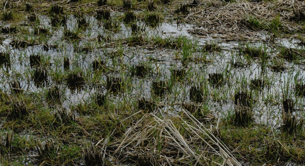 Αυτοψία ΕΛΓΑ στην Ροδόπη λόγω κακοκαιρίας σήμερα Δευτέρα 2/2 • Έλληνας Αγρότης