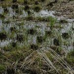 Αυτοψία ΕΛΓΑ στην Ροδόπη λόγω κακοκαιρίας σήμερα Δευτέρα 2/2 • Έλληνας Αγρότης