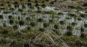 Αυτοψία ΕΛΓΑ στην Ροδόπη λόγω κακοκαιρίας σήμερα Δευτέρα 2/2 • Έλληνας Αγρότης