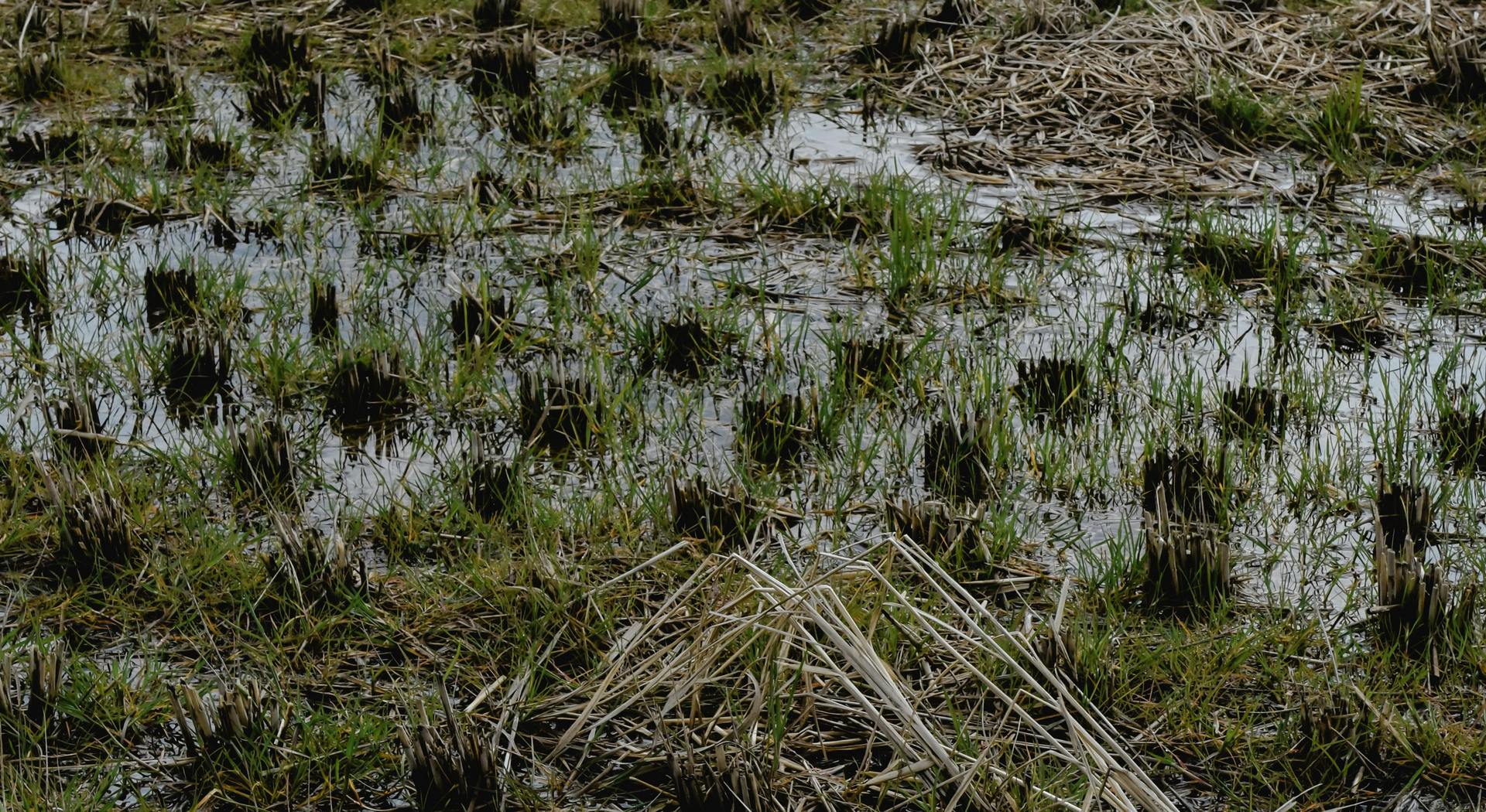 Αυτοψία ΕΛΓΑ στην Ροδόπη λόγω κακοκαιρίας σήμερα Δευτέρα 2/2 • Έλληνας Αγρότης