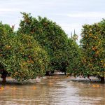 Οι κρυφές ζημιές σε ελιές και εσπεριδοειδή μετά τις βροχές