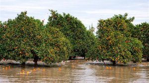 Οι κρυφές ζημιές σε ελιές και εσπεριδοειδή μετά τις βροχές