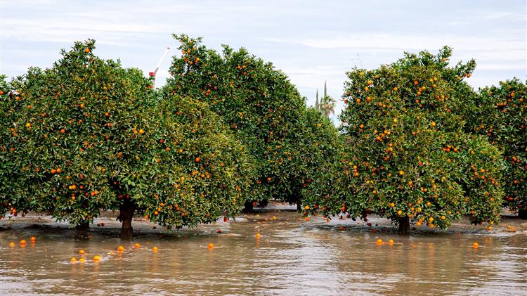 Οι κρυφές ζημιές σε ελιές και εσπεριδοειδή μετά τις βροχές