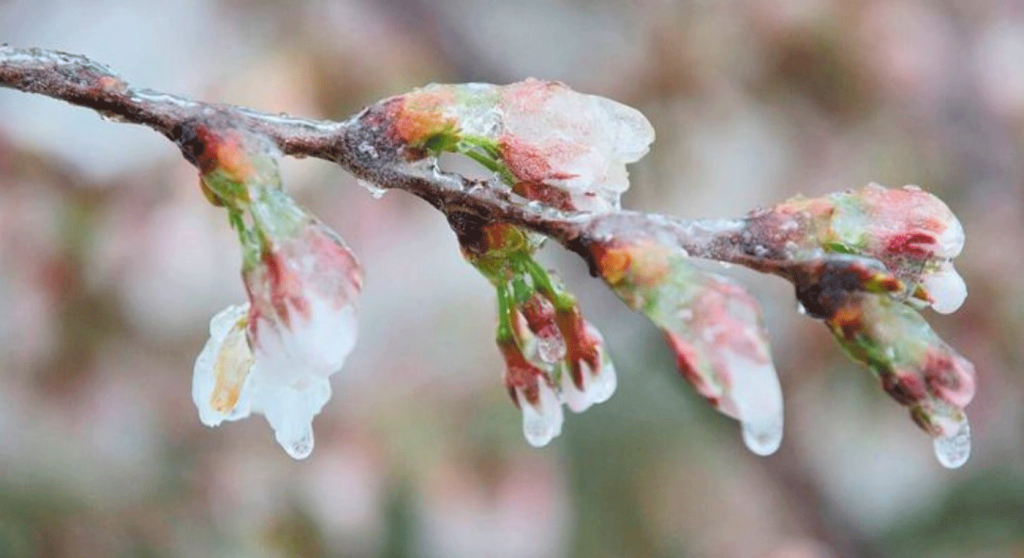 Αναξιοποίητα παραμένουν τα πορίσματα ΕΛΓΑ για ζημιές σε κεράσια στο προανθικό