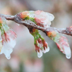 Αναξιοποίητα παραμένουν τα πορίσματα ΕΛΓΑ για ζημιές σε κεράσια στο προανθικό