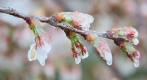 Αναξιοποίητα παραμένουν τα πορίσματα ΕΛΓΑ για ζημιές σε κεράσια στο προανθικό