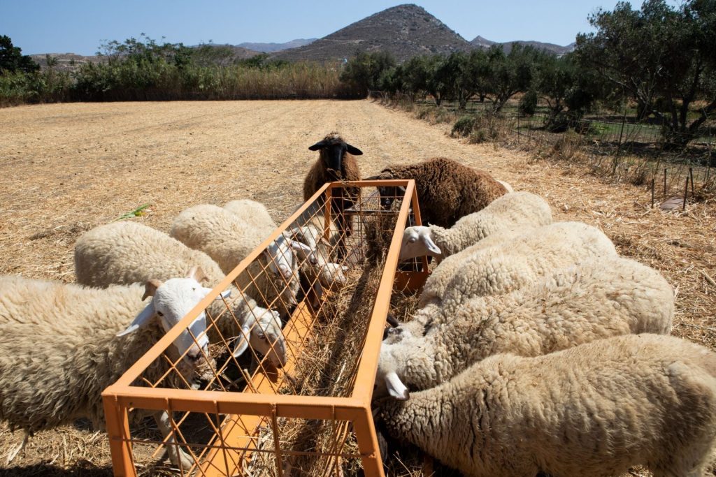 Πληρωμές κτηνοτρόφων: Τι απαντά η ΑΑΔΕ για τους παραγωγούς χωρίς ζώα και τα βοσκοτόπια