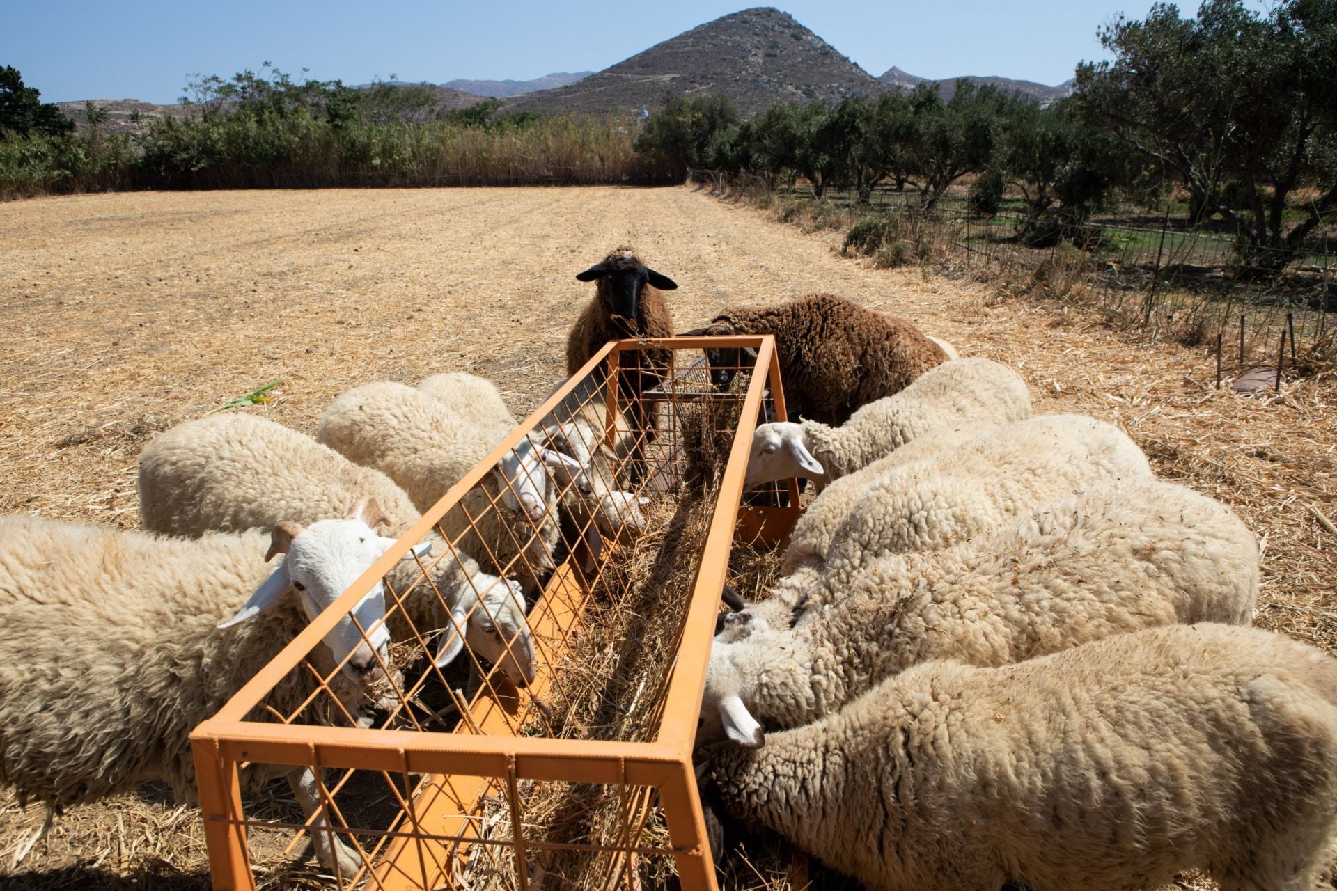Πληρωμές κτηνοτρόφων: Τι απαντά η ΑΑΔΕ για τους παραγωγούς χωρίς ζώα και τα βοσκοτόπια