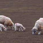 Λάρισα: Τέσσερις συλλήψεις για παραβίαση μέτρων κατά της ευλογιάς των αιγοπροβάτων