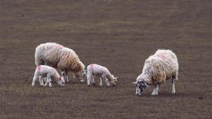 Λάρισα: Τέσσερις συλλήψεις για παραβίαση μέτρων κατά της ευλογιάς των αιγοπροβάτων
