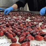 Ελαίας Καρπός