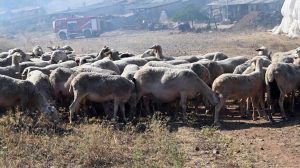 Διαφάνεια στην εκστρατεία ενημέρωσης κατά της ευλογιάς ζητά η ΠΟΓΕΔΥ