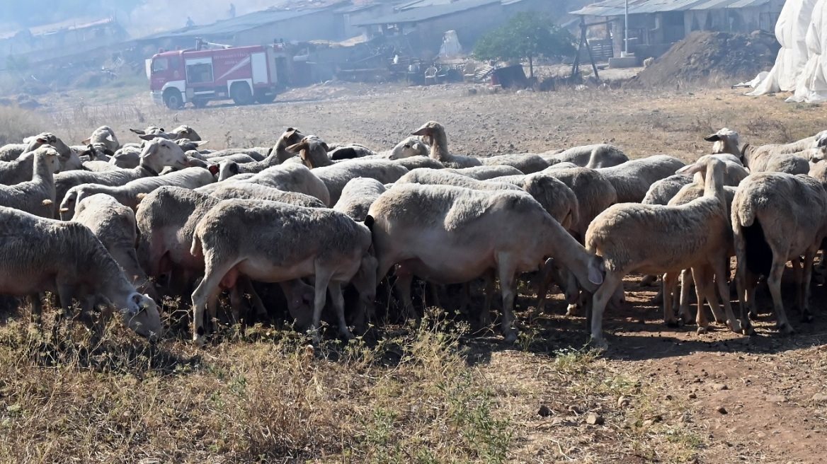 Διαφάνεια στην εκστρατεία ενημέρωσης κατά της ευλογιάς ζητά η ΠΟΓΕΔΥ