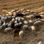 Επισφαλής ο εμβολιασμός για ευλογιά απαντά στην EFSA το ΥΠΑΑΤ