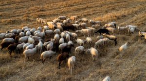 Επισφαλής ο εμβολιασμός για ευλογιά απαντά στην EFSA το ΥΠΑΑΤ