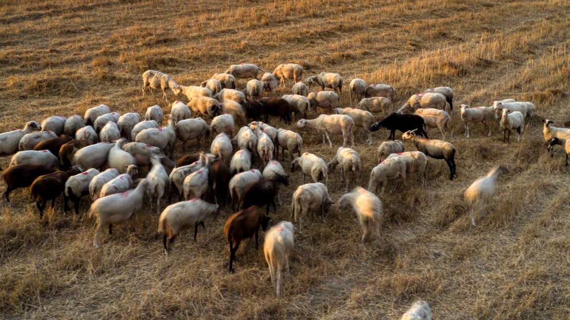 Επισφαλής ο εμβολιασμός για ευλογιά απαντά στην EFSA το ΥΠΑΑΤ