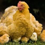 CoBank: Περιορισμοί σε νέες μονάδες και νεοσσούς «φρενάρουν» την ανάπτυξη της αμερικανικής βιομηχανίας κοτόπουλου