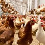 Ενίσχυση της παραγωγής Ω3 αυγών αχυρώνα στην ΑΓΣ