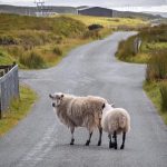 Λιακούλη: Καταρρέουν οι υπηρεσίες, αλλά η Κυβέρνηση δίνει 2 εκατ. ευρώ σε διαφήμιση για την ευλογιά