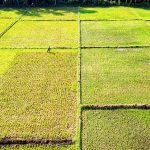 Νέα συνάντηση αγροτών - Τσιάρα: Τι γίνεται με ΟΣΔΕ, de minimis στο ρύζι και δενδροκαλλιέργειες • Έλληνας Αγρότης