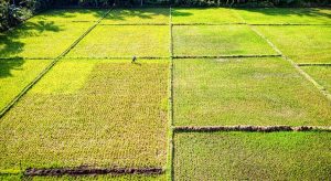 Νέα συνάντηση αγροτών - Τσιάρα: Τι γίνεται με ΟΣΔΕ, de minimis στο ρύζι και δενδροκαλλιέργειες • Έλληνας Αγρότης