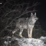 Επίθεση λύκου στην Πάρνηθα: «Ξέφυγα με σκισμένα ρούχα», είπε στο ΕΡΤnews περιπατητής – Οδηγίες του Δήμου Αχαρνών