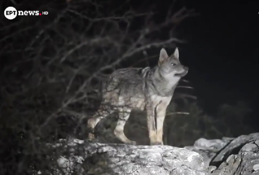 Επίθεση λύκου στην Πάρνηθα: «Ξέφυγα με σκισμένα ρούχα», είπε στο ΕΡΤnews περιπατητής – Οδηγίες του Δήμου Αχαρνών