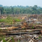 Η αποψίλωση του δάσους του Αμαζονίου μειώθηκε κατά 35,4% τους τελευταίους μήνες