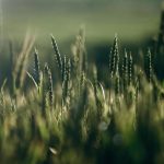 Χαμηλές τιμές κρατούν «σφιχτή» την αγορά σιταριού ενόψει του 2026