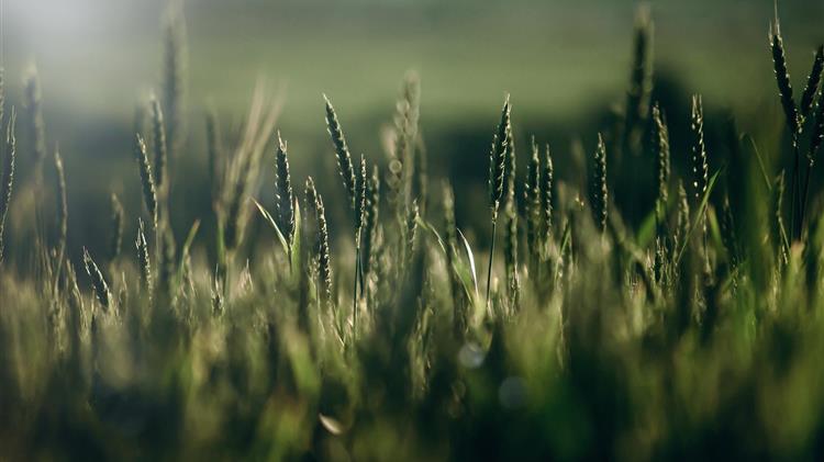 Χαμηλές τιμές κρατούν «σφιχτή» την αγορά σιταριού ενόψει του 2026
