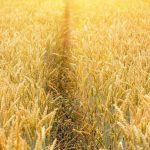 IGC: Ελαφρά μείωση στις προβλέψεις παγκόσμιας παραγωγής σιτηρών για το 2025-26