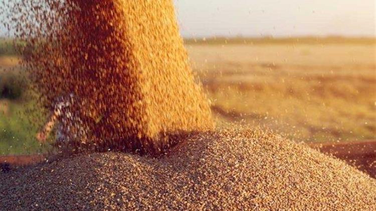 Τουρκία: Αγορά 225.000 τόνων κριθαριού σε διαγωνισμό του TMO