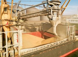 Εκτιμήσεις του IGC για υποχώρηση κατά 2% της παραγωγής σιταριού το 2026/27