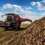 Προς εξαφάνιση η τευτλοκαλλιέργεια στην ΕΕ, κλείνουν η μία μετά την άλλη οι μονάδες παραγωγής