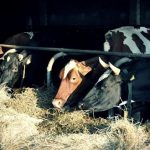 Βοοτροφία και κλίμα: Μια σύνθετη σχέση πέρα από απλουστεύσεις