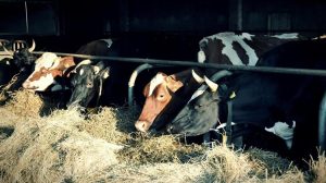 Βοοτροφία και κλίμα: Μια σύνθετη σχέση πέρα από απλουστεύσεις