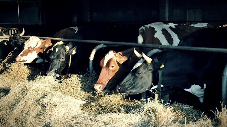 Βοοτροφία και κλίμα: Μια σύνθετη σχέση πέρα από απλουστεύσεις