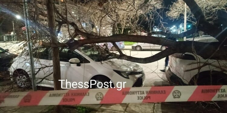 Ο Βαρδάρης σαρώνει τη Θεσσαλονίκη – Δεκάδες κλήσεις δέχθηκε η Πυροσβεστική, πτώσεις δέντρων και διακοπές ρεύματος